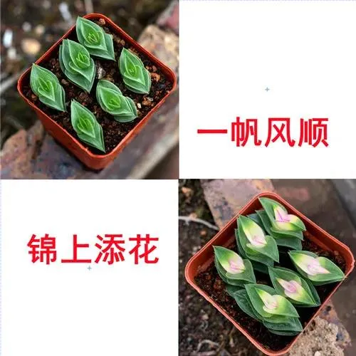 一帆风顺多肉植物组合绿植盆栽重扇观音莲创意礼物