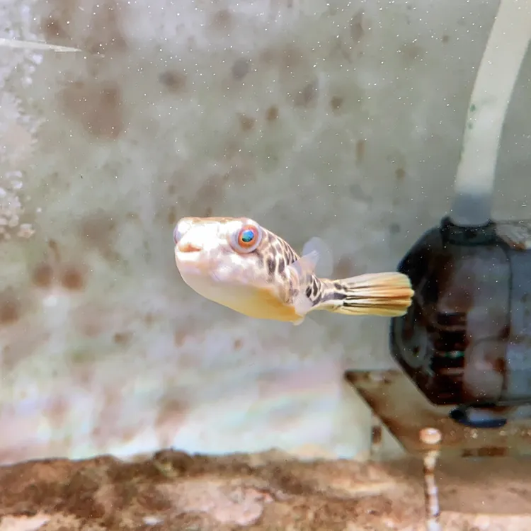 皇冠狗头 热带淡水鱼 大型狗头鱼 