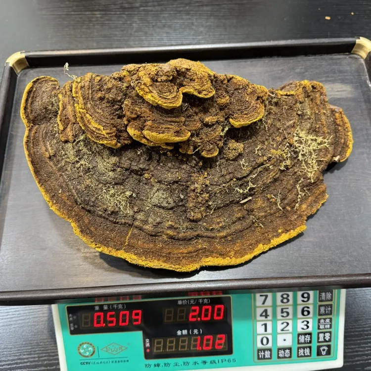 西藏桑树桑黄灵芝墨脱桑树桑黄