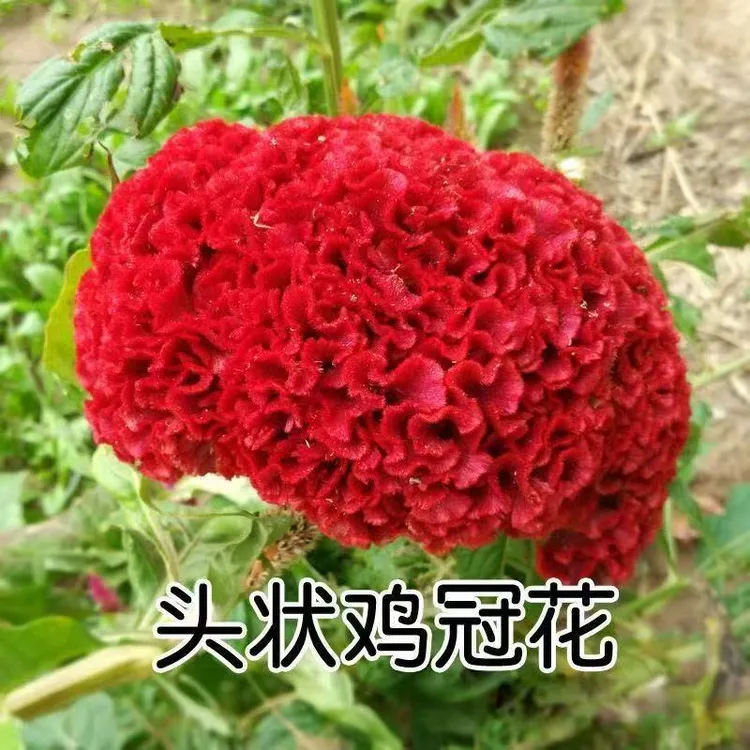 鸡冠花种子室内外凤尾羽状易种盆栽植物四季播种开花阳台庭院花籽