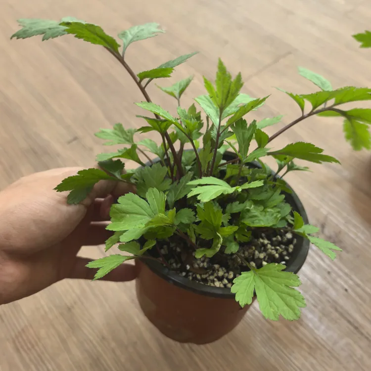 云南野生红芹菜种苗盆栽 红毛芹红艾草新鲜食用花菜清热四季可种