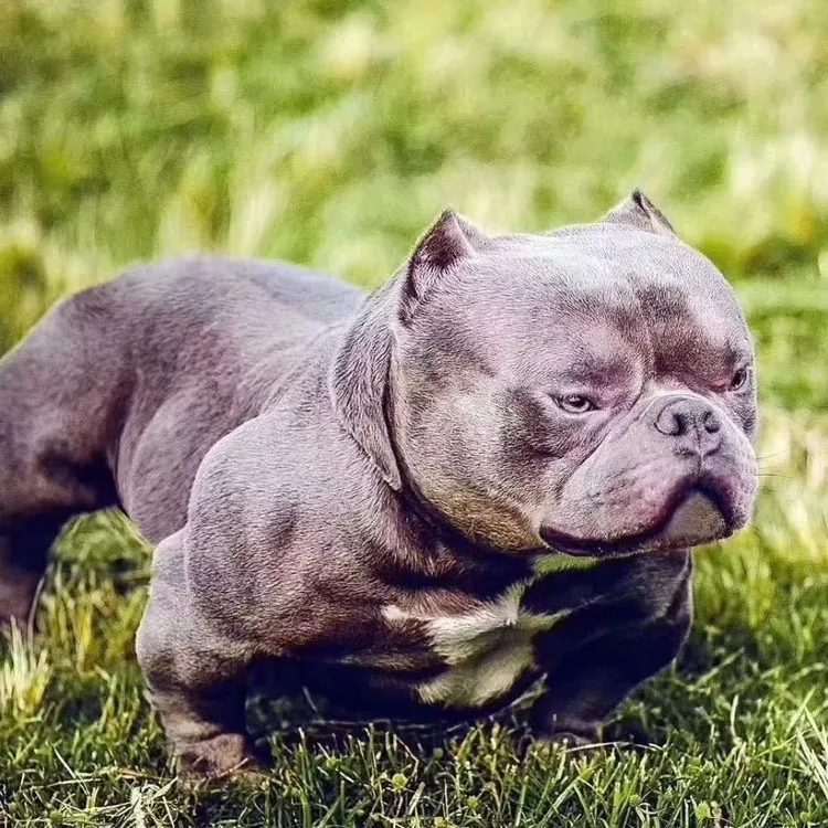 【718恶霸犬】恶霸犬幼犬活体狗狗宠物狗