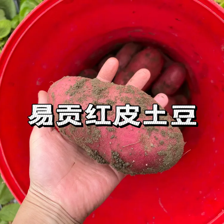 西藏易贡红皮土豆新鲜采挖春季洋芋现挖
