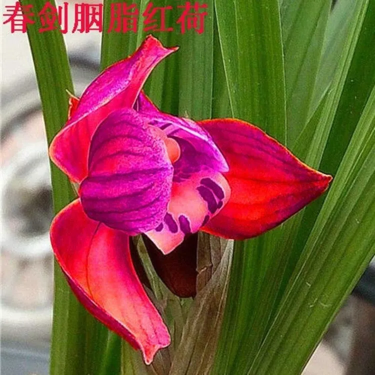 超低价 春剑红尊 兰花兰草苗绿植园艺绿色植物盆栽
