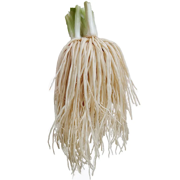 云南新鲜苤菜跟大韭菜根菜根可腌制月子良菜新鲜蔬菜当季新鲜蔬菜