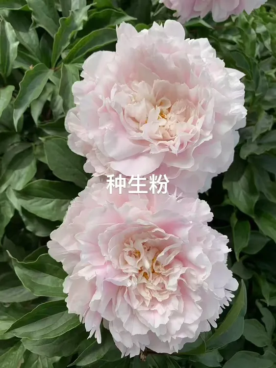 种生粉山东大芍药鲜花大花重瓣观赏家庭插花菏泽基地直发10支一扎