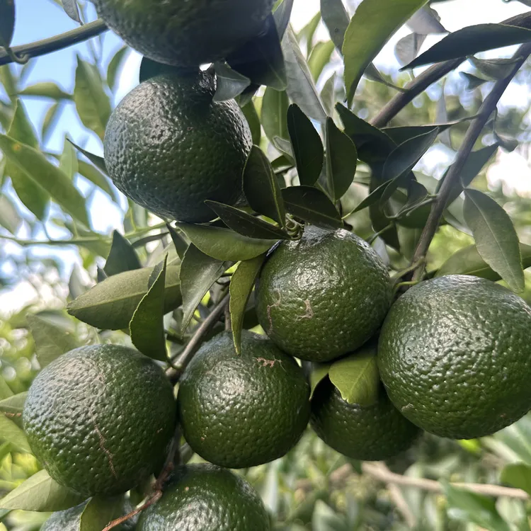 2025年新会鲜果小青柑10斤装