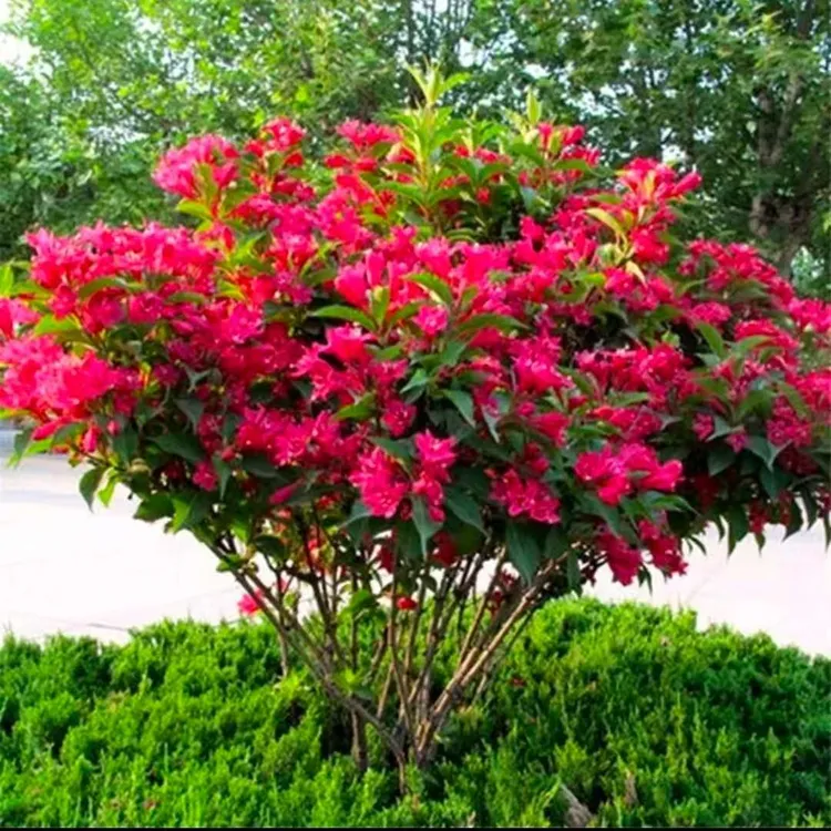 正宗丛生红王子锦带花苗盆栽地栽花卉南北方庭院种植耐寒耐热植物