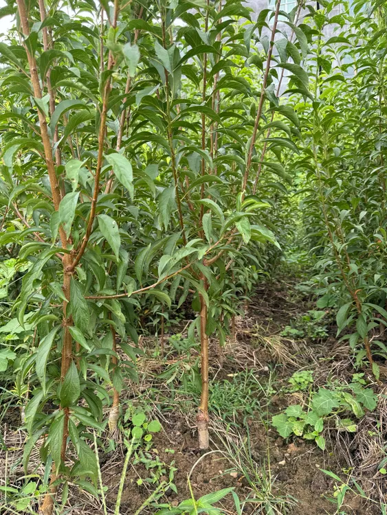 贵州正宗蜂糖李苗、果大脆甜可口。