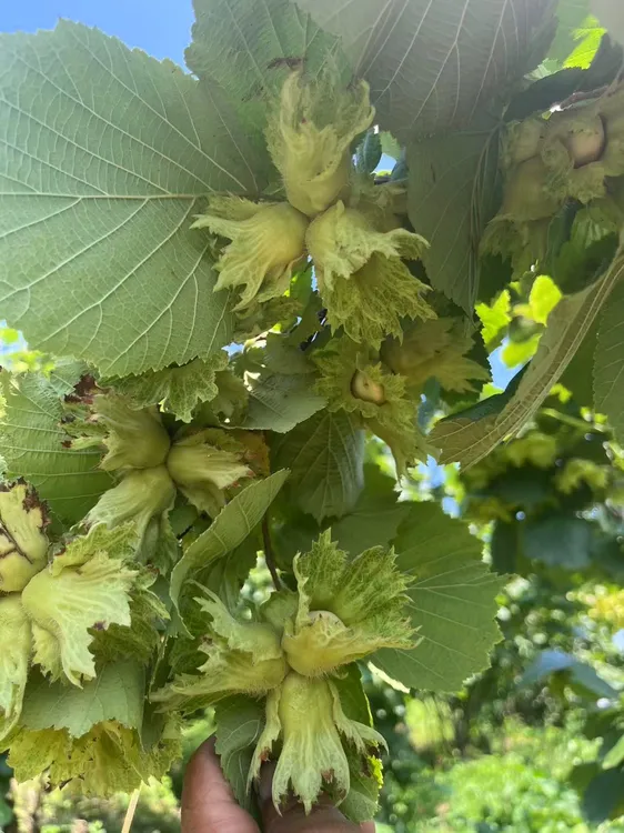  东北青皮水瓤大榛子净重5斤极兔包邮，个别空壳和黑皮正常