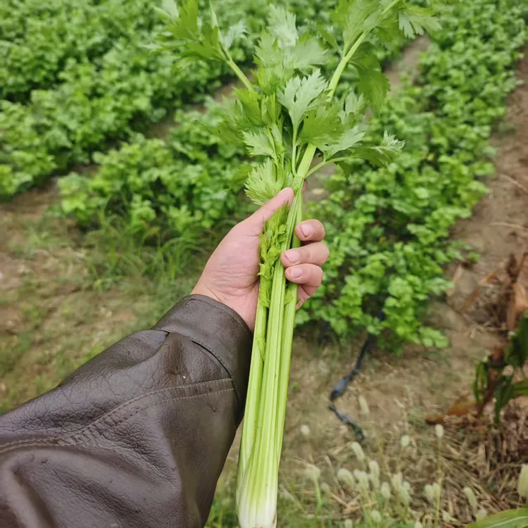 新鲜带叶小西芹 水果西芹新鲜采摘 现砍现发生吃榨汁鲜嫩爽口