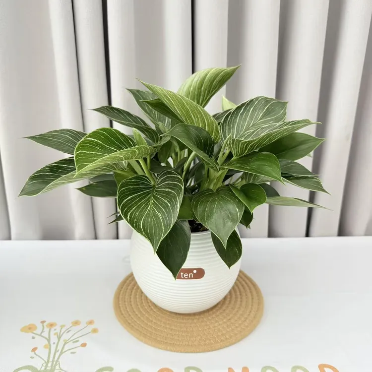 水培铂金钻蔓绿绒绿植四季常青金钻室内办公室客厅净化空气盆栽