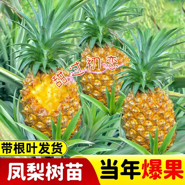 凤梨苗地菠萝苗金钻凤梨苗庭院阳台盆栽地栽