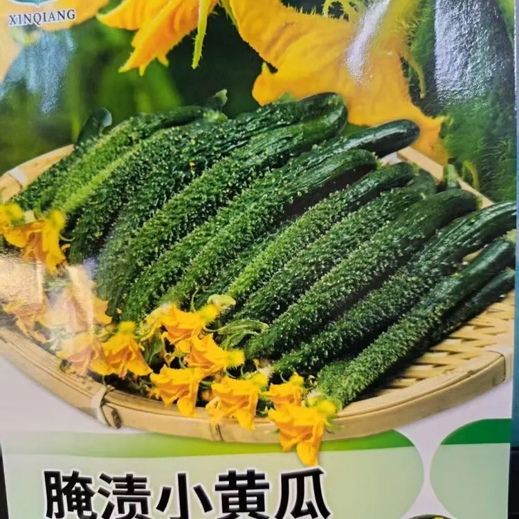 腌渍小黄瓜种子  腌渍小黄瓜种籽大全四季春季上种球