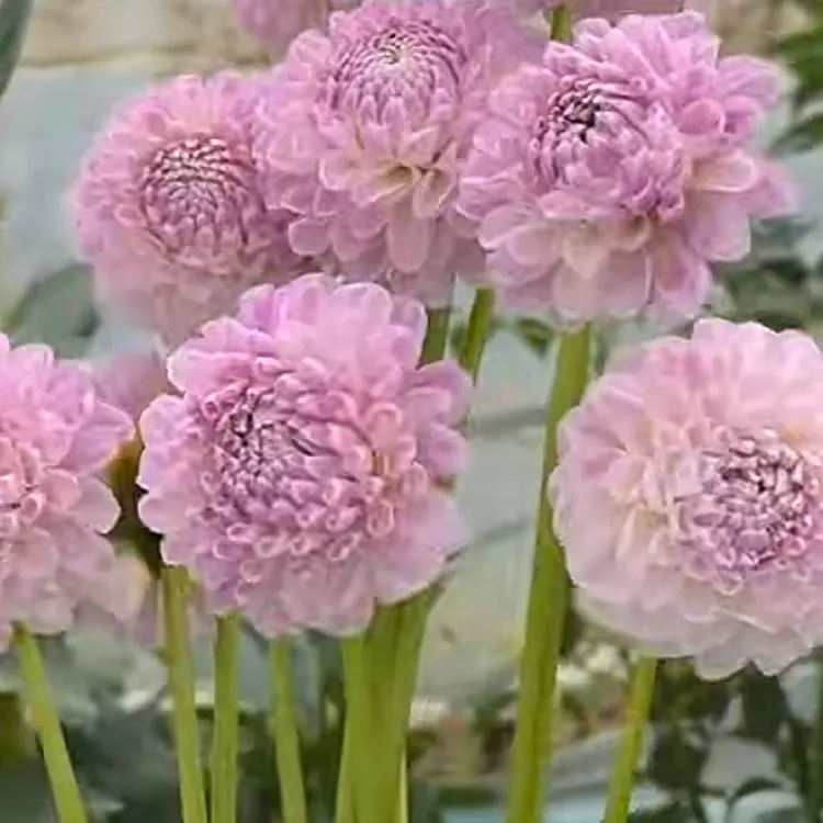 梅根迪安进口大丽花种植基地直发多年生室内外种植