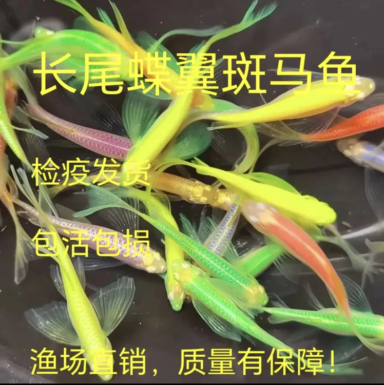 长尾斑马蝶翼仙子小型热带淡水群游五彩七彩蝶翼斑马观赏鱼