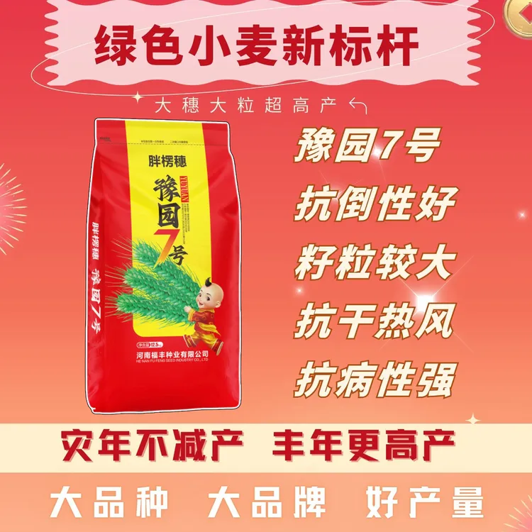 省审【豫园7号】抗冻耐寒大穗分蘖强抗倒高产硬质小麦种子