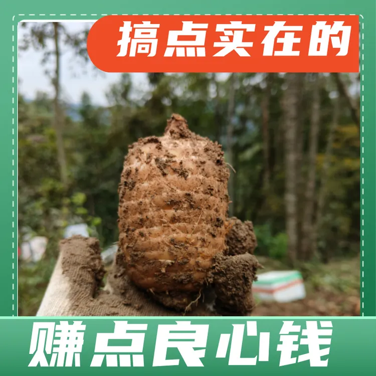 新鲜天麻可煲汤泡酒炖肉健康食用