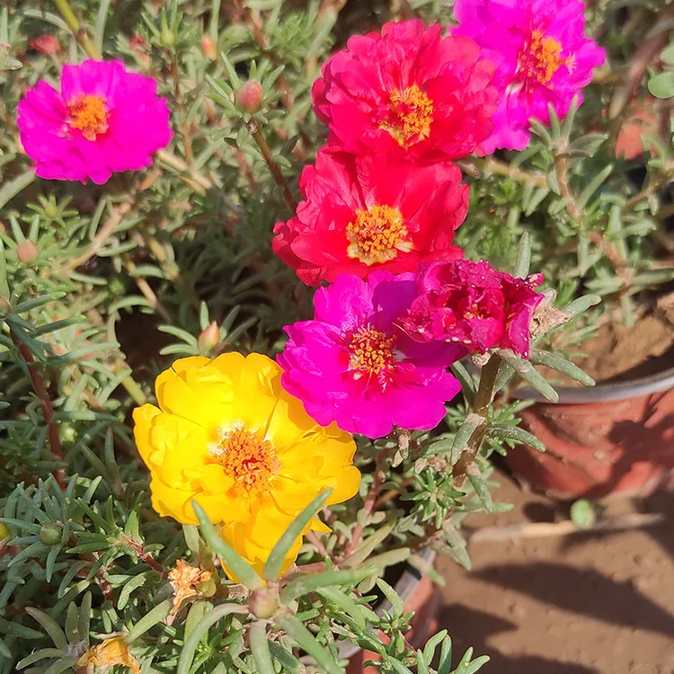 重瓣混色太阳花苗带花苞四季开花好养活的绿植花卉