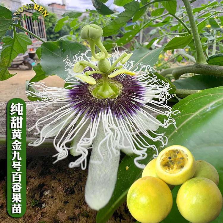 广西黄金百香果无酸九号百香果嫁接苗四季开花结果爬藤绿植盆栽