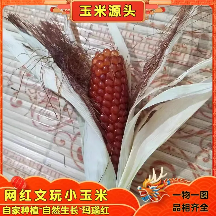 网红可爱小玉米文玩带皮红玉米迷你挂件软装真玉米小把件盘他