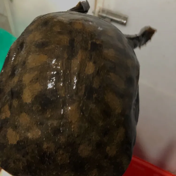 深水散养黑花甲鱼高档甲鱼鲜活食用中华老鳖水老鳖水鱼王八甲鱼