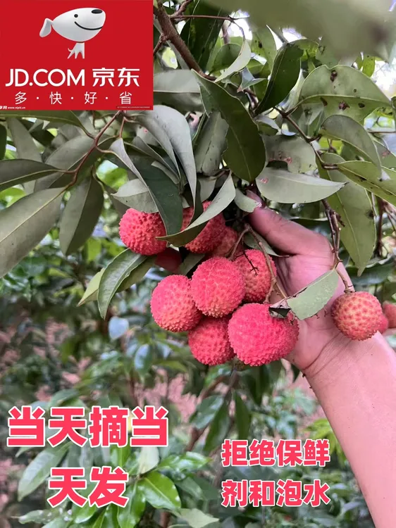 （广东省内拍）茂名高州源产地黑叶桂味荔枝现摘现寄京东顺丰冷链送