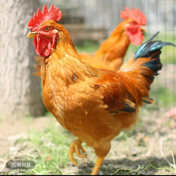 活体发货散养大红公鸡两只公鸡 包活到家【均重4斤】