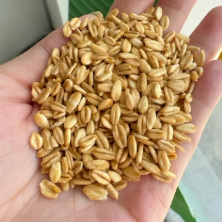 燕麦米可煮粥煮饭炖花胶甜汤
