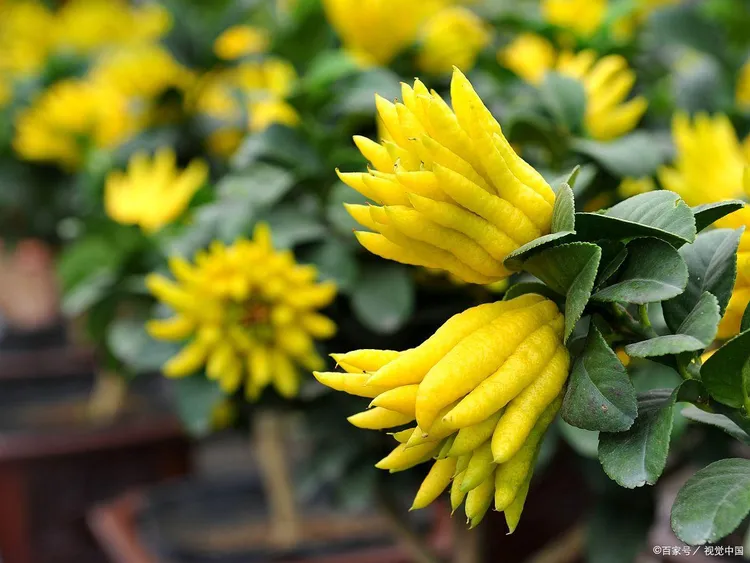 天然正宗金华佛手绿植摆件闻香把玩