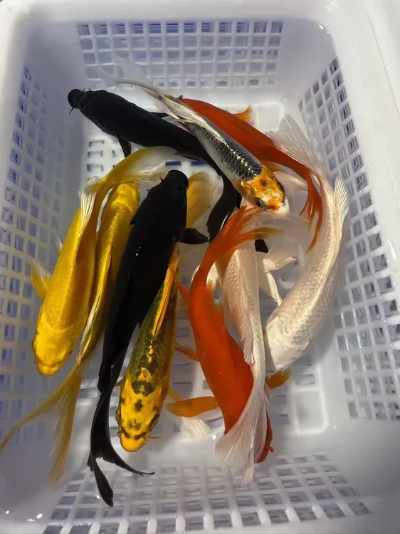 【10-13cm十全十美】冷水锦鲤草金观赏鱼