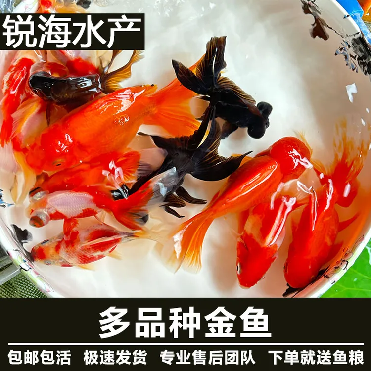 【精品国粹金鱼】运营推荐招财小金鱼鎏金兰寿丹顶随机发冷水观赏鱼