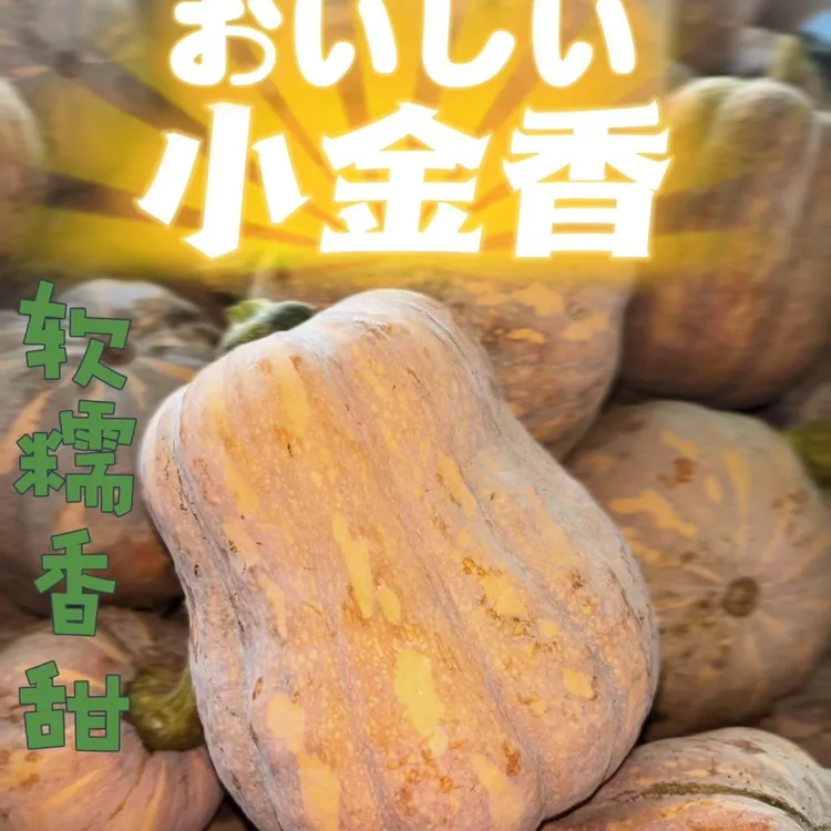 正宗河南板栗金香南瓜新鲜应季蔬菜现摘现发老南瓜香甜软糯农家菜