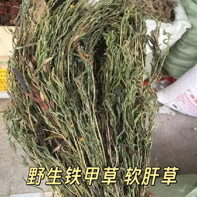 广西野生铁甲草无添加天然晒干
