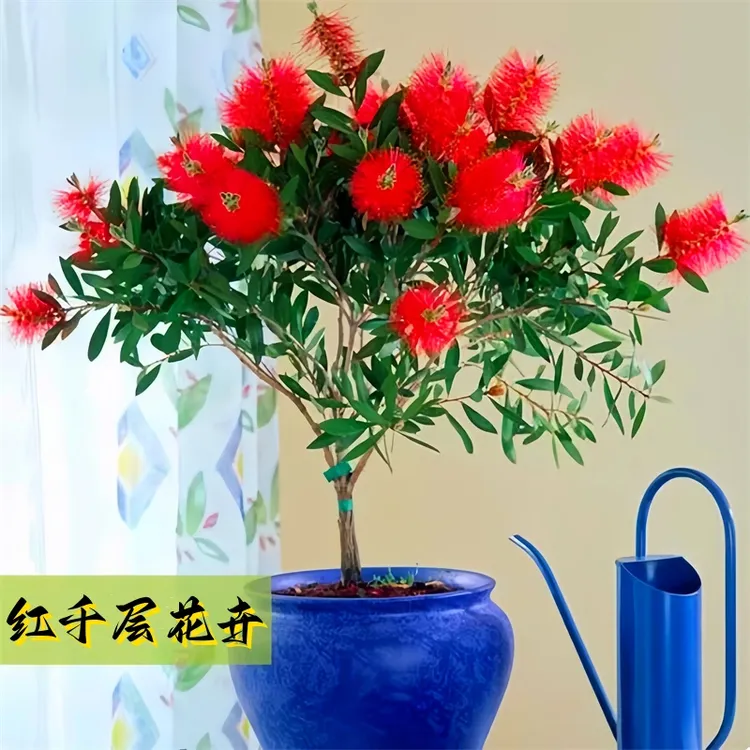 耐寒耐热红千层串钱柳盆栽植物适合室内外种植可用于庭院绿化