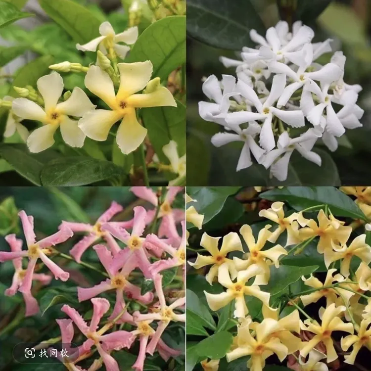 风车茉莉爬藤植物花卉四季常青耐寒耐热适合庭院阳台等多季节开花