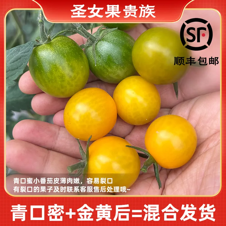 青口蜜 黄金后 红色小圣女果 现摘现发 新鲜采摘坏果包赔顺丰发货