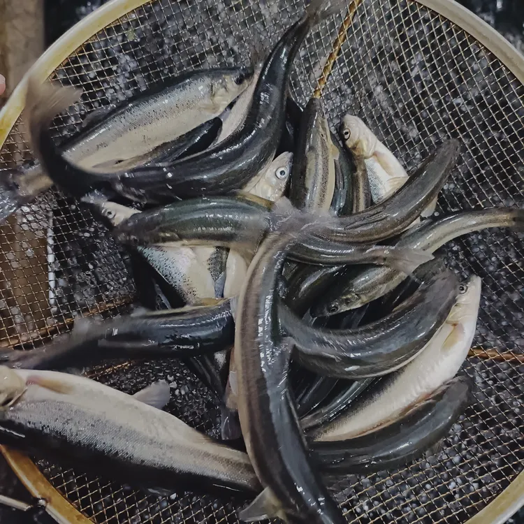 东北冷水柳根鱼顺丰速冻锁鲜味道鲜美（一斤16-18条）