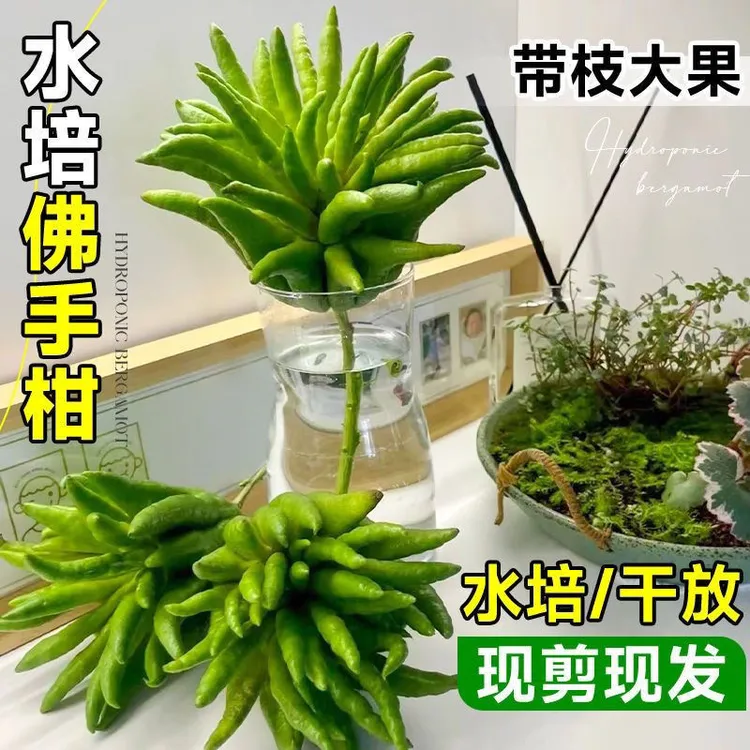 [蓝歌直播间一物一拍]新鲜采摘高山佛手柑闻香食用不挑果型