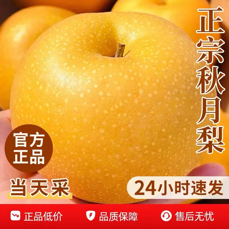 山东正宗莱阳秋月梨脆甜多汁新鲜现摘当季水果中秋礼盒