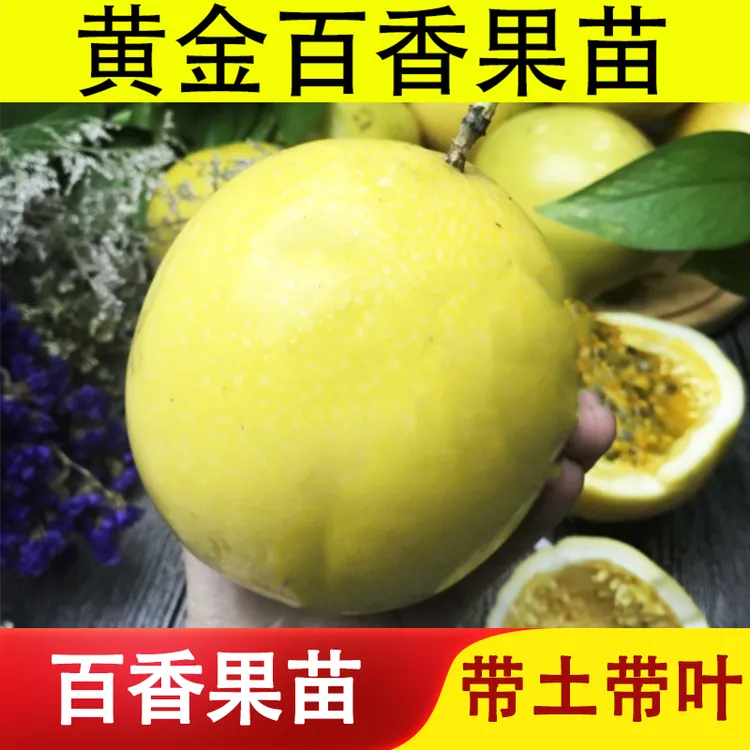 纯甜黄金百香果苗台农黄金9号嫁接苗百香果树苗爬藤盆栽四季结果