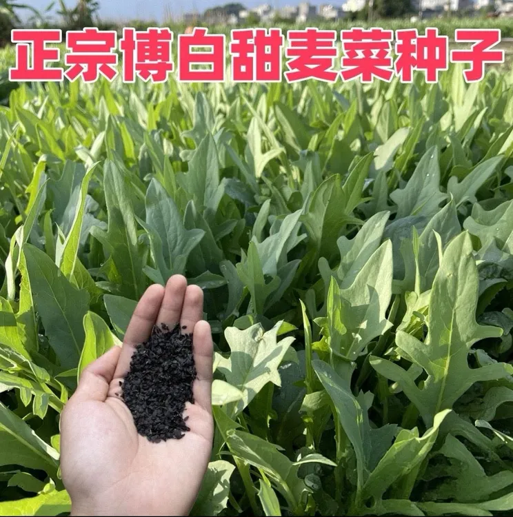 【花芽甜麦菜种子】四季播种蔬菜种子阳台盆栽地栽小院