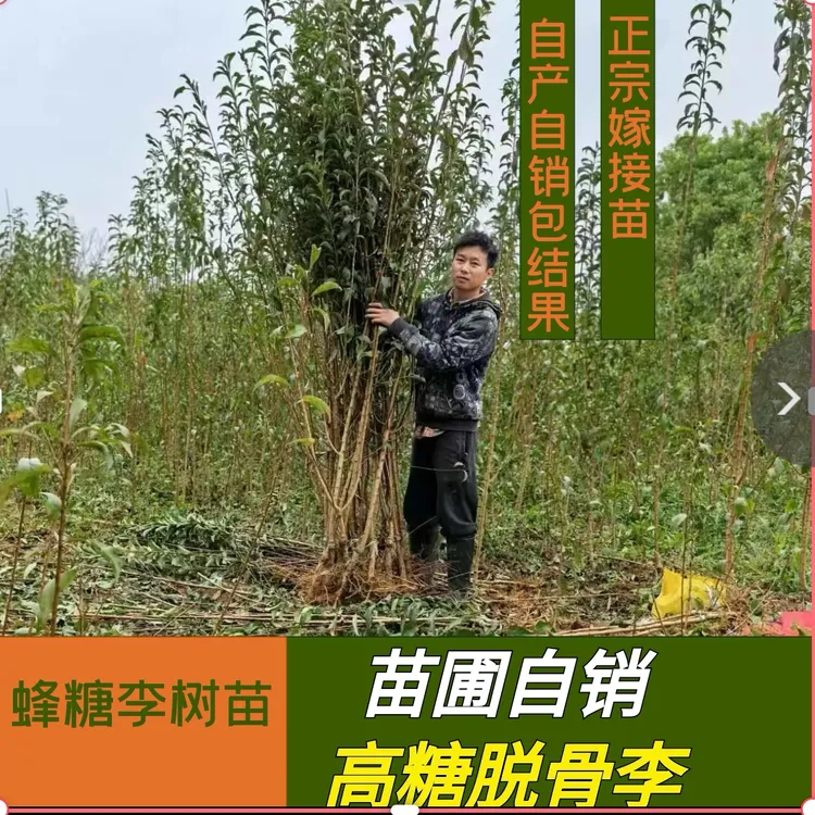 【假一赔十】蜂糖李树苗正宗贵州六马原产地一代嫁接苗苗圃直销