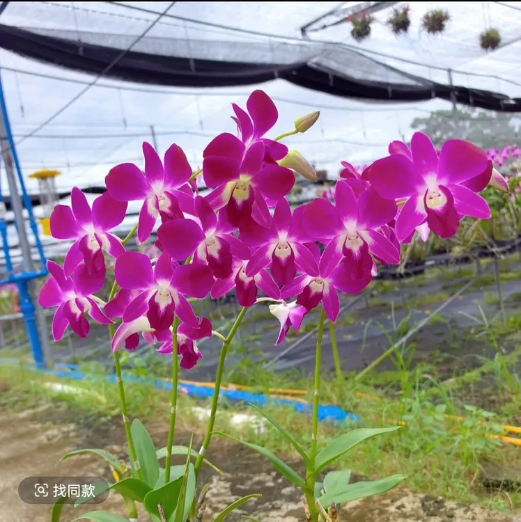 三亚阳光秋石斛兰兰花盆栽蝴蝶兰（福利商品不保花剑）兰花