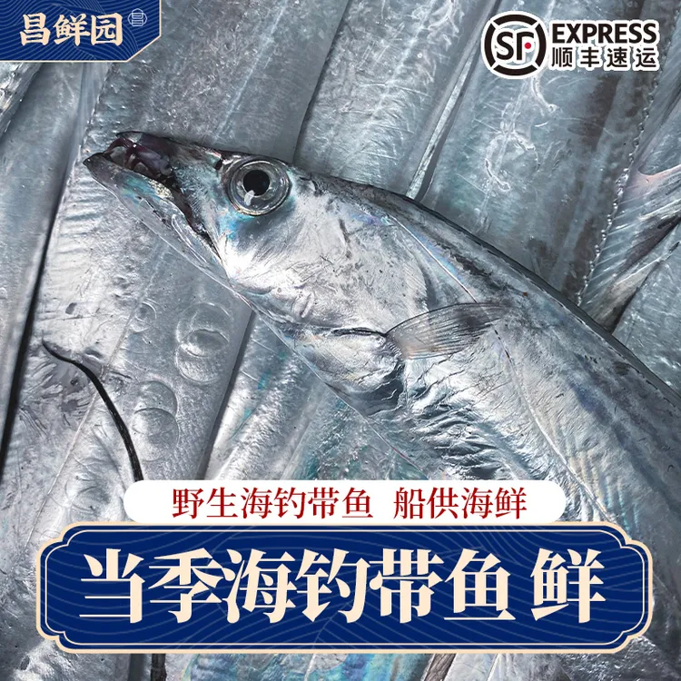 【海钓带鱼】J 舟山野生海钓带鱼整条发货半斤左右/条 整箱顺丰发货