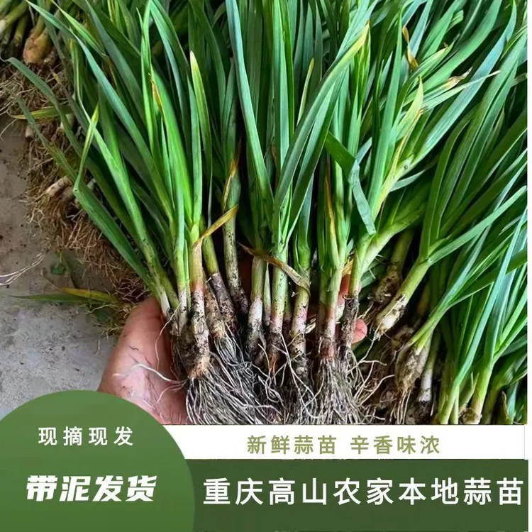 【顺丰】农家露天新鲜红皮大蒜苗蒜苗新鲜大蒜苗新鲜露天蒜苗土蒜苗