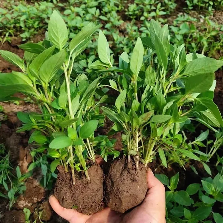 【现摘】带土发货荆芥根系发达活苗经济苗大叶茎芥菜河南家庭盆栽