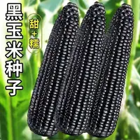 黑甜糯玉米种子高产水果玉米种子正宗甜包谷籽家庭蔬菜种子