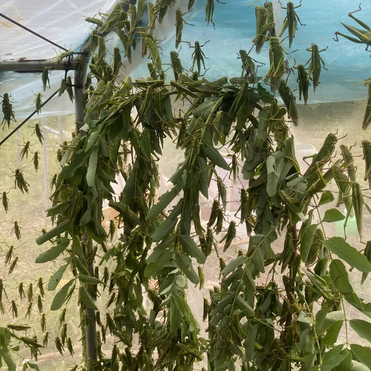 活体蹬倒山公母混合装野生槐树叶喂养天然健康全国包邮
