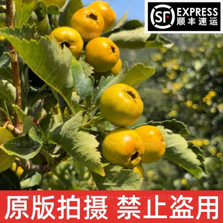 香甜黄山楂顺丰包邮 带有果香味的甜山楂沂蒙山区自家果园种植